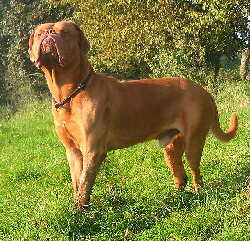 Bordeaux Dogge Foto